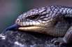 Blauzungen Skink