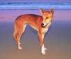 Dingo am Strand - Fraser Island