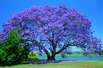 jakandara Baum, Muswellbrook