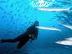 Tauchen am Ningaloo Riff