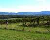 Hunter Valley