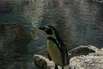 Pinguine