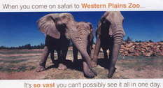 Elefanten im Dubbo Zoo