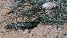 Lizard im Telowie Gorge Conservation Park