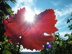 Barossa Valley - Weinblatt