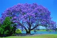 jakandara Baum, Muswellbrook