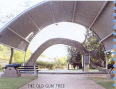 Historisches - Old Gum Tree