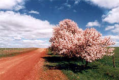Willunga