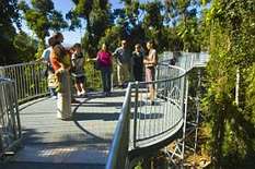 Mamu Rainforest Canopy Walkway
