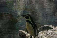 Pinguine