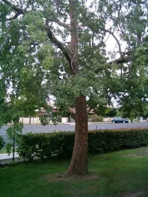 Big Tree (Sequoiadendron gigantanteum) im Cook Park