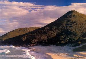 Port Stephens Silvester in Down Under