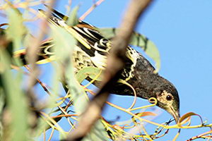 Regent Honeyeater, Warzenhonigfresser, Australien