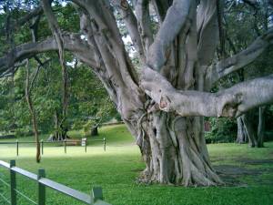 Royal Botanic Garden in Sydney, K&ouml;niglicher Botanischer Garten in Sydney