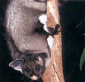 Yellow Bellied Glider
