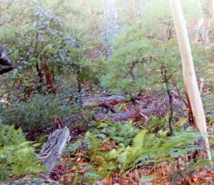 Weg zum Baerami Creek - Goulburne River National Park 