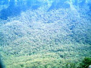 Bewaldeter Hang in den Blue Mountains