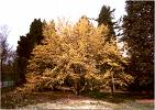 Cornus Officinalis