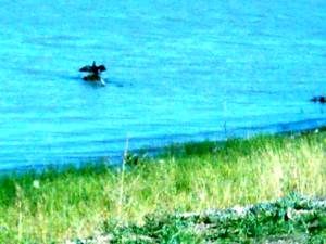 Lake Albert, Wagga Wagga