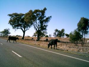 K&uuml;he auf der Stara&szlig;e bei Deniliquin