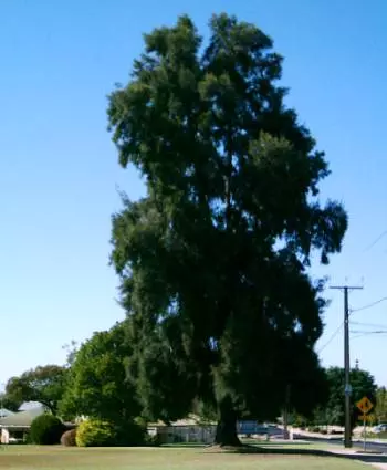 Pine Tree von Loxton