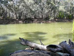 Murray River bei Riversdale 2006