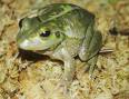 Southern Bell Frog