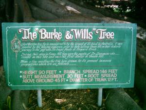 Burke Tree Swan Hill