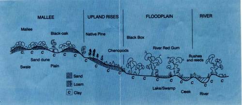 Der Uferaufbau des Murray River