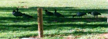 Enten im Big4 Caravan Park