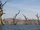 Abgestorbene B&auml;ume im Lake Hume