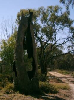 Verbrannter Black Box Baum