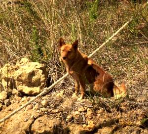 Wildhund am Ufer des Murray Rivers
