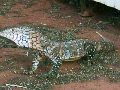 Lizard