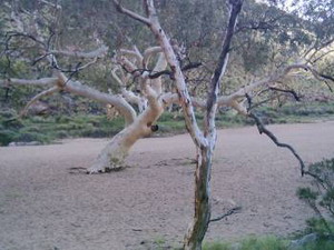 sIMPSON gAP lANDSCHAFT