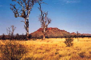 Twin Trees