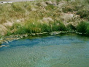 Blanche Cup Springs