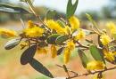 Mulga Bl&uuml;te