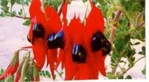 Sturt Desert Pea