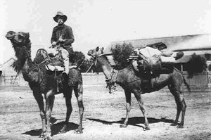 Drover in Marree mit Kamelen