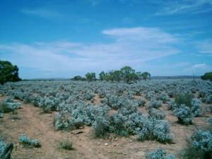 Australisches Outback auf dem Weg nach Cowell