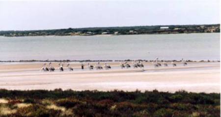 Pelikane Coorong Nationalpark