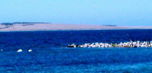 Pelikane im Port Lincoln Nationalpark