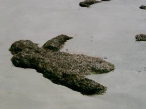 Tang am Strand 