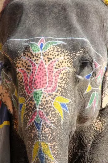 Elefant in Jaipur
