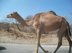 Kamel in den Northern Territories