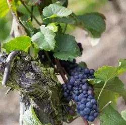 Barossa Valley - Wein