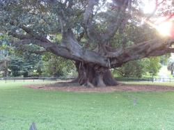 Historisches - Old Gum Tree