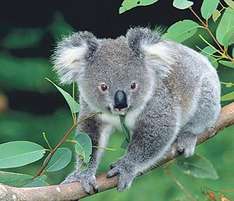 Koala - Sydney-Wildlife-World