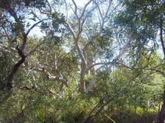 Explorer Pass Queensland